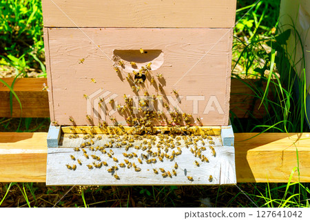 Bees actively gather around their hive, returning with pollen as sunlight illuminates green backyard. 127641042
