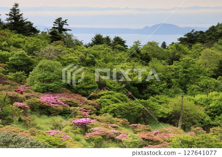 長崎縣仁田嶺盛開的杜鵑花 127641077