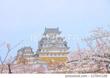 Scenery of cherry blossoms in full bloom and Himeji Castle, Himeji City, Hyogo Prefecture 127641106