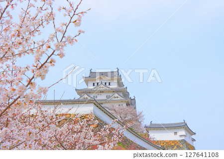 Scenery of cherry blossoms in full bloom and Himeji Castle, Himeji City, Hyogo Prefecture 127641108