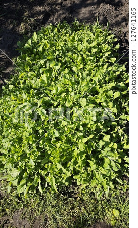 Lush green arugula growing in a garden bed under bright sunlight. Concept of organic farming, homegrown food and healthy lifestyle Lush green arugula growing in a garden bed under bright sunlight. Concept of organic farming, homegrown food and healthy lifestyle 127641165