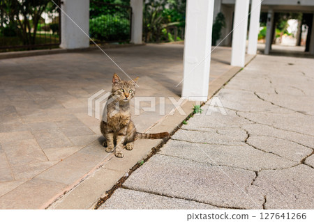Tabby cat sitting near white columns on cracked pavement. Urban animal, solitude, and quiet observation in residential surroundings. 127641266