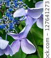 Morning glory petals 127641273