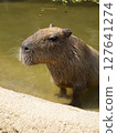 Capybara soaking in a pond 127641274