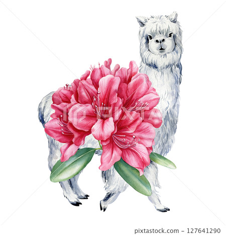 Fluffy watercolor alpaca with bright red rhododendron flower bouquet and green tropical leaves illustration foe poster, print Fluffy watercolor alpaca with bright red rhododendron flower bouquet and green tropical leaves illustration foe poster, print 127641290
