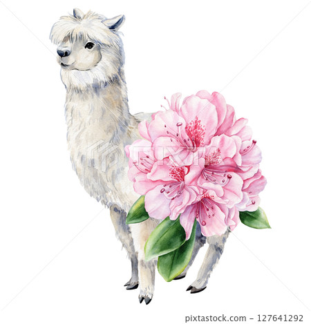 Watercolor white alpaca with large soft pink rhododendron flowers and green leaves on white background Watercolor white alpaca with large soft pink rhododendron flowers and green leaves on white background 127641292