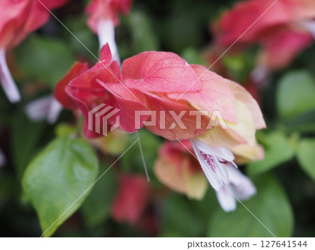 Bright red and pink gradation: Bracts of the shrimp plant Bright red and pink gradation: Bracts of the shrimp plant 127641544