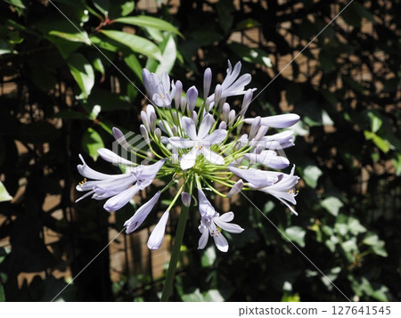 Pale purple agapanthus flowers Pale purple agapanthus flowers 127641545
