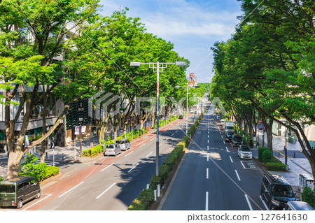 東京新鮮的綠色表參道 127641630