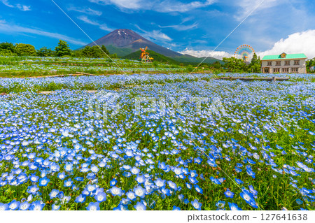 Mt. Fuji Nemophila Mt. Fuji 2nd Station 127641638