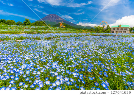 Mt. Fuji Nemophila Mt. Fuji 2nd Station 127641639
