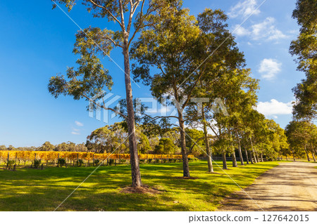 Mornington Peninsula Vines in Australia 127642015