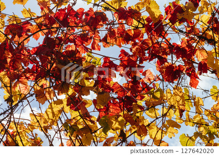 Mornington Peninsula Vines in Australia 127642020