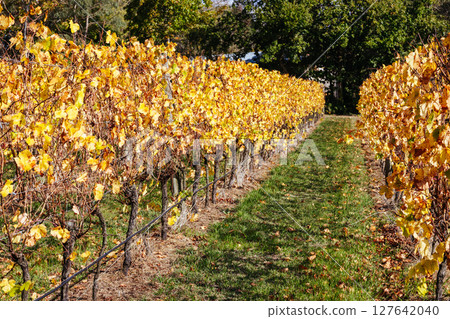 Mornington Peninsula Vines in Australia 127642040