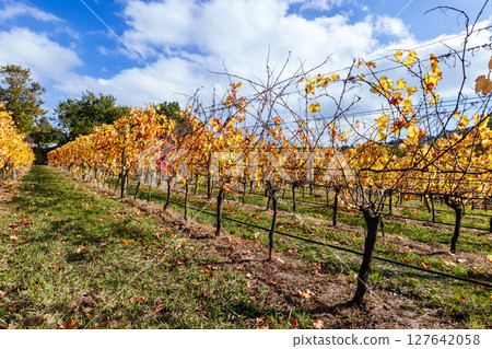 Mornington Peninsula Vines in Australia Mornington Peninsula Vines in Australia 127642058