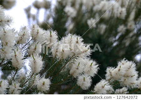 Tea tree flowers 127642072