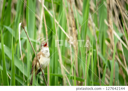 A great reed warbler sings in the reeds A great reed warbler sings in the reeds 127642144