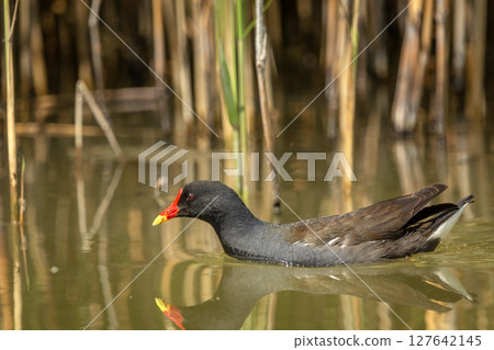 Common Moorhen swimming in the water of a lake with reeds 127642145