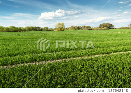 Green field and blue sky with clouds 127642148