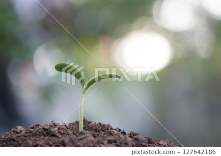 Small young sprout with droplets 127642186