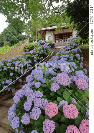 Obeta Kiyomasa Kodo (Itoshima Hydrangea Temple) in Itoshima, Fukuoka Prefecture Obeta Kiyomasa Kodo (Itoshima Hydrangea Temple) in Itoshima, Fukuoka Prefecture 127642314