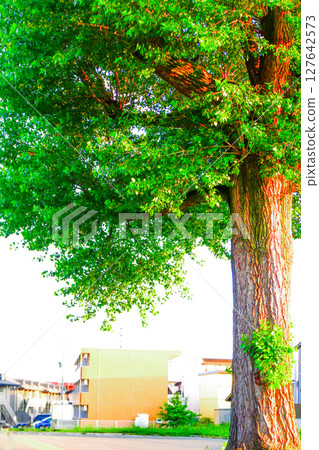Pastel poplar trees and two-tone apartments Pastel poplar trees and two-tone apartments 127642573