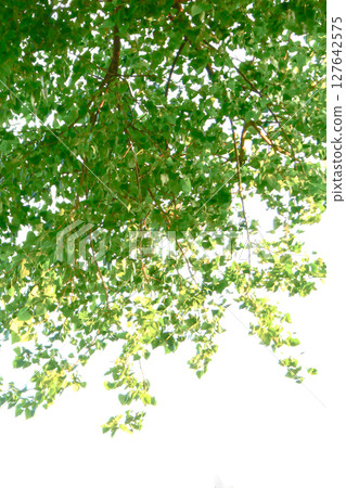 Poplar leaves swaying in the wind and sunlight Poplar leaves swaying in the wind and sunlight 127642575