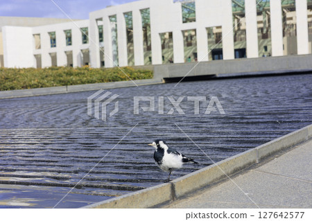 水邊的小鳥,喜鵲 水邊的小鳥,喜鵲 127642577