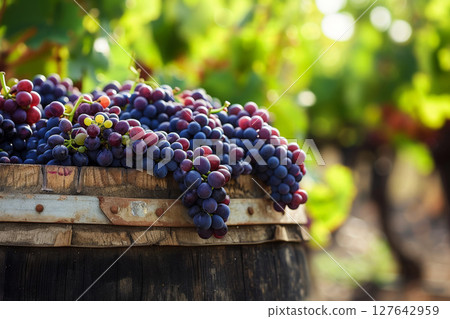 a bunch of grapes hanging from a vine in a vineyard. generative ai a bunch of grapes hanging from a vine in a vineyard. generative ai 127642959
