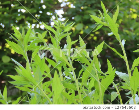 Low angle view of natural scenery with weeds and leaves 127643608
