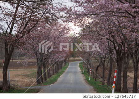 Cherry Blossom Trees of Mt. Iwaki (Ooyamazakura) Cherry Blossom Trees of Mt. Iwaki (Ooyamazakura) 127643717