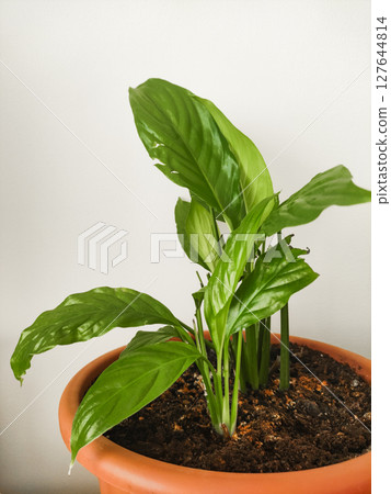 Peace lily growing in terracotta pot against neutral background copy space 127644814