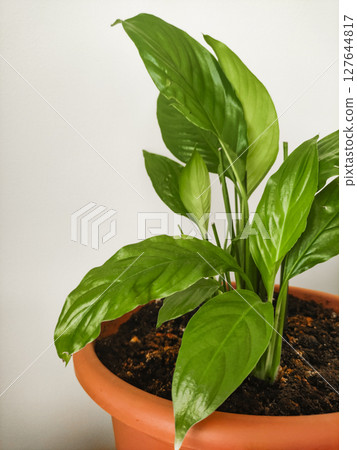 Peace lily plant growing in terracotta pot on beige background copy space 127644817