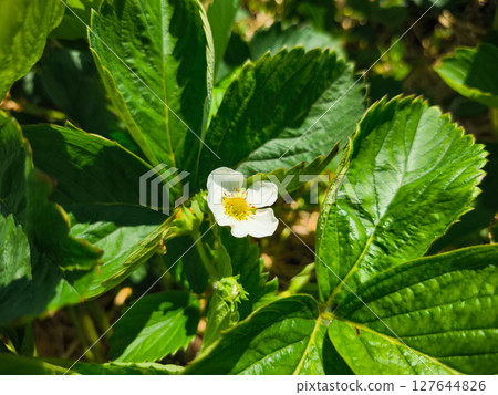 Blooming strawberry plant showing white flower and green leaves in summer sunlight Blooming strawberry plant showing white flower and green leaves in summer sunlight 127644826