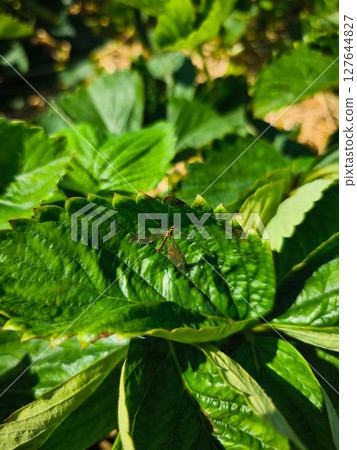 Crane fly resting on vibrant green strawberry leaf in summer sunlight Crane fly resting on vibrant green strawberry leaf in summer sunlight 127644827