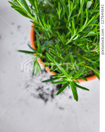 Fresh rosemary plant growing in terracotta pot with spilled soil copy space Fresh rosemary plant growing in terracotta pot with spilled soil copy space 127644841