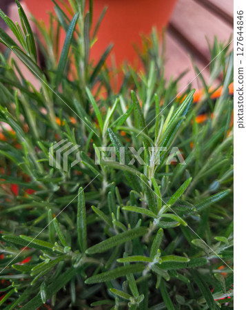 Fresh rosemary growing in pot, close up of aromatic herb Fresh rosemary growing in pot, close up of aromatic herb 127644846