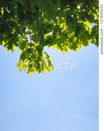 Green maple leaves hanging from branch against blue sky copy space 127644855