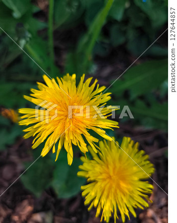 Two vibrant yellow dandelions blooming in spring meadow copy space Two vibrant yellow dandelions blooming in spring meadow copy space 127644857