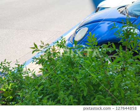 Blue car parked on asphalt behind green bush copy space Blue car parked on asphalt behind green bush copy space 127644858