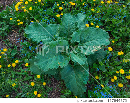 Large green burdock leaves growing among dandelions and forget me nots copy space Large green burdock leaves growing among dandelions and forget me nots copy space 127644873