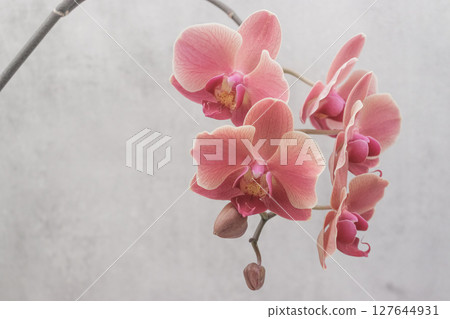 Blooming pink orchid flowers on a gray background copy space 127644931