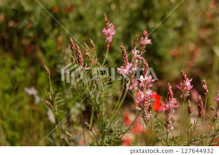 Sainfoin growing in a meadow symbolizing transformation of life 127644932