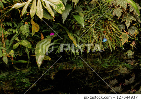 Blue and purple butterflies resting on lush tropical plants in botanical garden 127644937