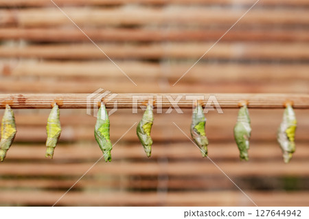 Green butterfly chrysalises close to hatching, metamorphosis stages Green butterfly chrysalises close to hatching, metamorphosis stages 127644942