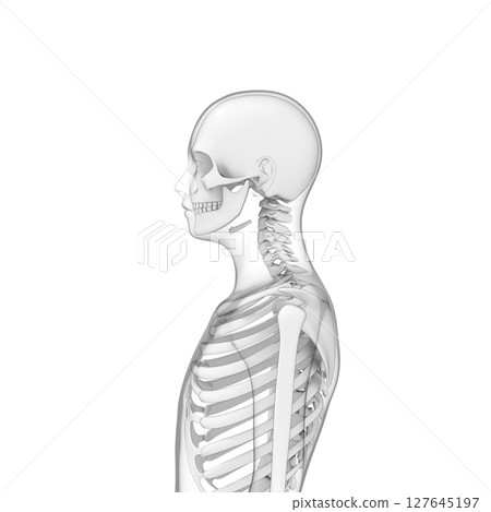 Human body bones, skeleton, transparent 127645197