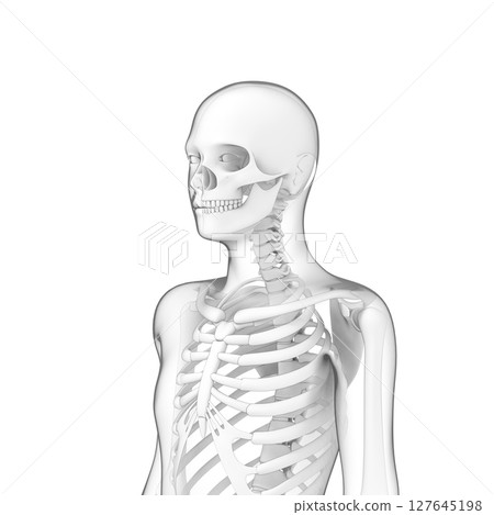 Human body bones, skeleton, transparent 127645198