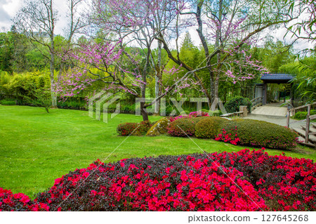 Awesome Rhododendron   blossom  and  topiary pine trees  in Maulivrier Japanese garden in Pays de La Loire in Mid May 127645268