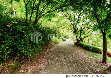 Kerria Japonica and  Garden path in fantastic Maulevrier Japanese garden in early May  (Pays de la Loire) 127645269