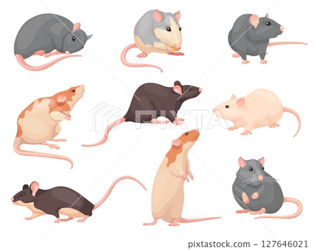 Cartoon mouse poses. Cute mise set, laboratory rat wild brown mouses eating cheese, little rodent domestic pet character house pest creature sitting pose, neat vector illustration 127646021